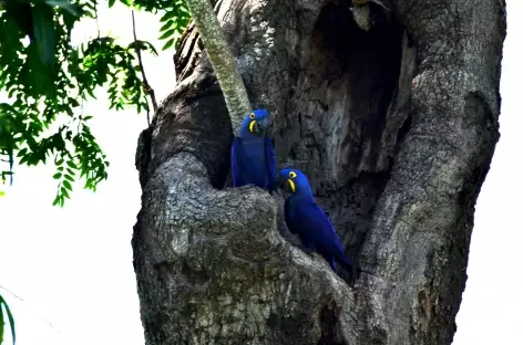 Nid douillet d'Aras Hyacinthe, Pantanal - Brésil - 