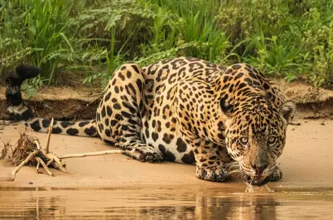 Hypnotique jaguar, Pantanal - Brésil - 