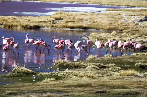 Flamants roses dans le sud Lipez - Bolivie