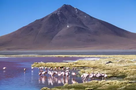 Flamants et volcan - Bolivie