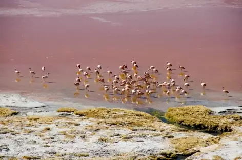 Laguna Colorada - Bolivie