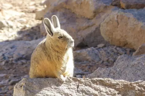 Viscaches - Bolivie