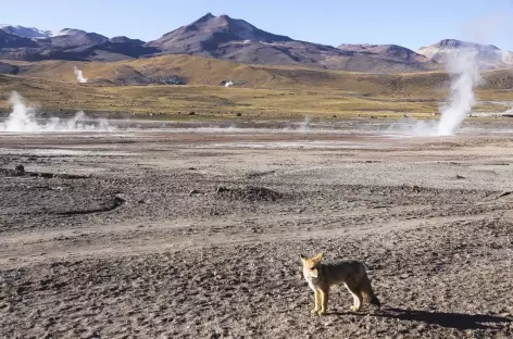 Renard et fumerolles del Tatio - Atacama - Chili