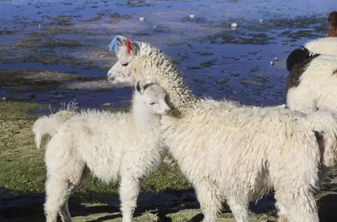 Lamas - Bolivie