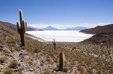 Salar de Coipasa - Bolivie