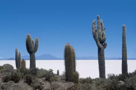 Salar  d'Uyuni - Bolivie