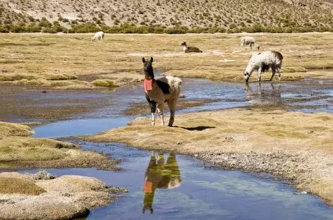 San Pedro > Canyon du Belvédère > Quetena (3950m)