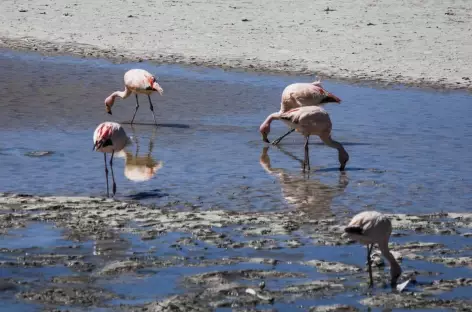 Flamants roses 