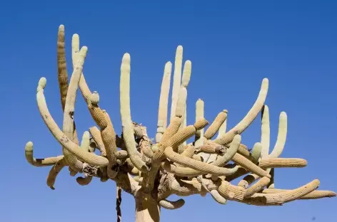 Cactus candelabre Azapa - Chili