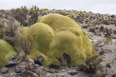 La Yareta