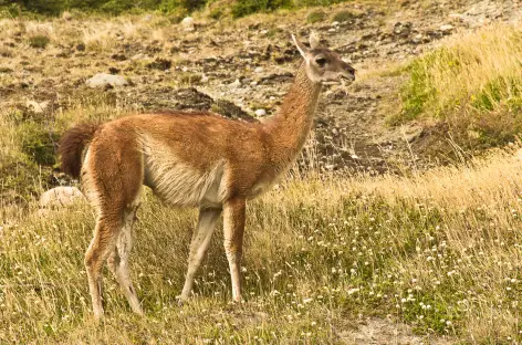 Torres del Paine, un guanaco - Chili - 