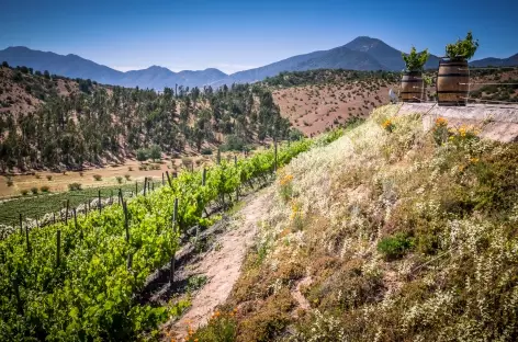 Vignoble dans la vallée de Casablanca, Chili