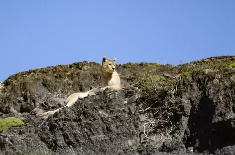 Puma, Massif du Païne