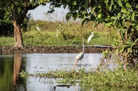 Balade en bateau dans la cienegua de Pinijo - Colombie