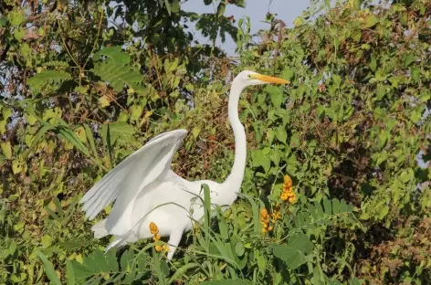 Aigrette dans la mangrove de Boquilla - Colombie