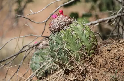 Cactus dans le désert de la Tatacoa - Colombie