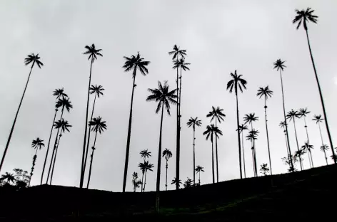 Les fameux palmiers de cire de la région du café - Colombie - 