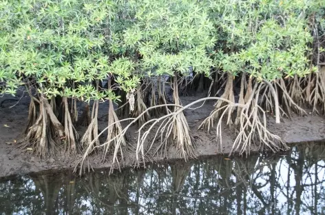 Mangrove - Colombie