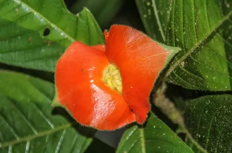 Fleur tropicale - Colombie