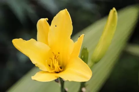 Fleur des tropiques - Colombie