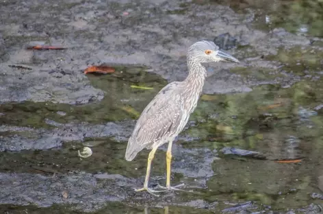 Un oiseau dans la mangrove - Colombie