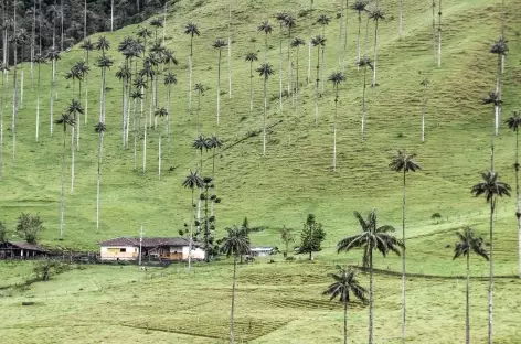 Palmiers de cire dans la vallée de Cocora - Colombie