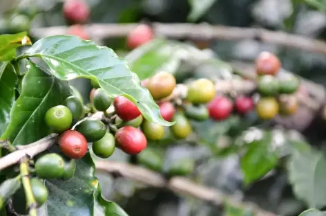 Grains de café - Colombie