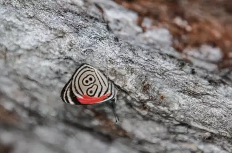 Papillon - Colombie 