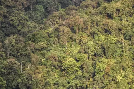 Forêt de la côte Pacifique - Colombie - 