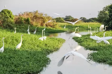 Balade en bateau dans les canaux de Mompox - Colombie