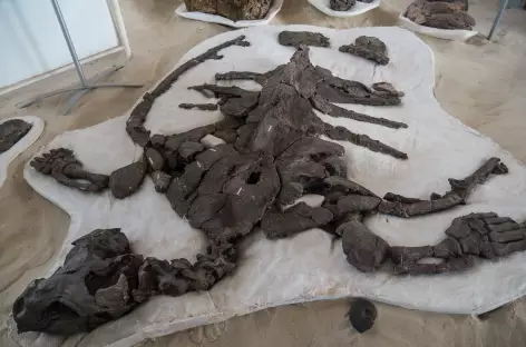 Fossile marin - Colombie - 