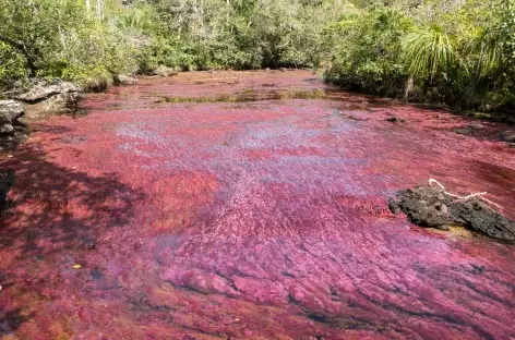 Cano Cristales - Colombie - 