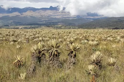 Dans le paramo, au pied du volcan Purace  - Colombie