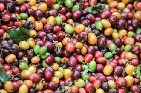 Plantation de café - Colombie - 