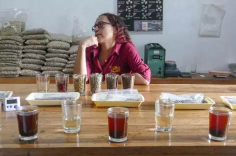Plantation de café - Colombie - 