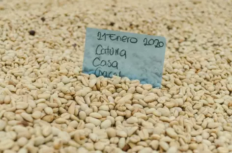 Plantation de café - Colombie - 