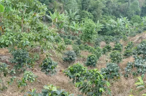 Plantation de café - Colombie - 