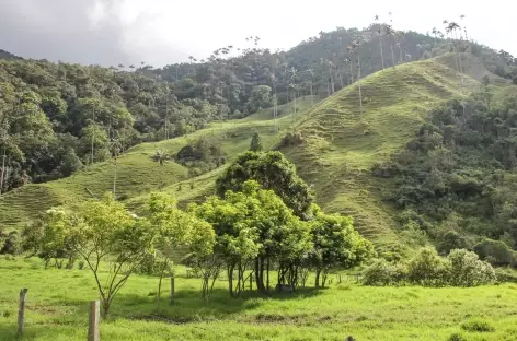 Palmiers de cire - Colombie - 