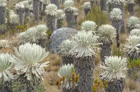 Colombie, Paramo de Oceta