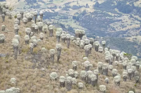 Colombie, Paramo de Oceta