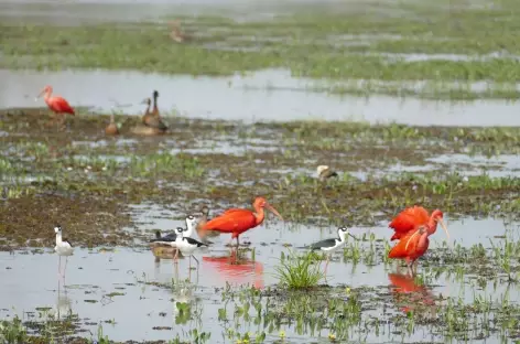 Ibis rouge dans les Llanos - Colombie