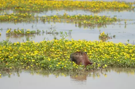 Un capybara dans les Llanos - Colombie