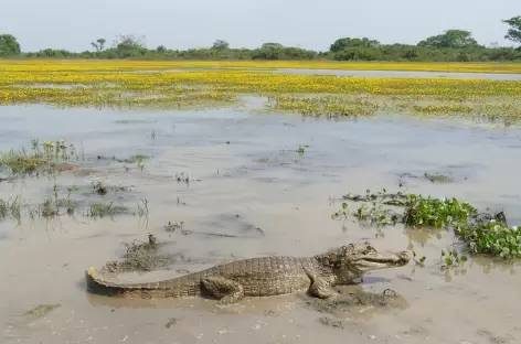 Magnifique caïman dans les Llanos - Colombie