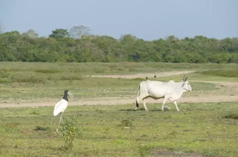 Un jacaranda et un zébu dans les Llanos - Colombie