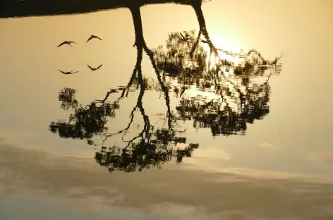 Reflet du lever de soleil dans les Llanos - Colombie