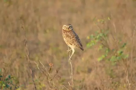 Une chouette de terre près de son nid dans les Llanos - Colombie