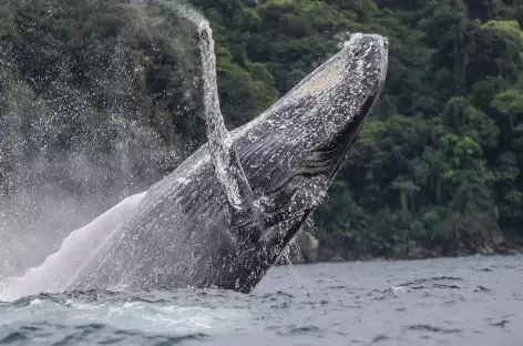 Observation des baleines sur la côte Pacifique - 