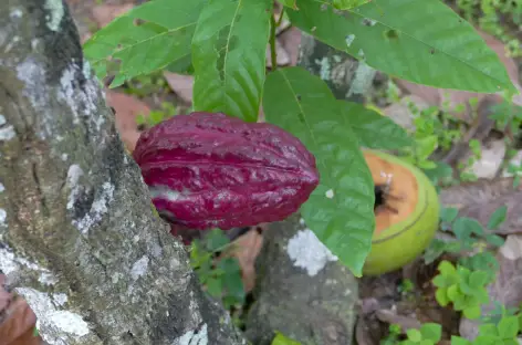 Découverte d'une plantation de chocolat - Colombie