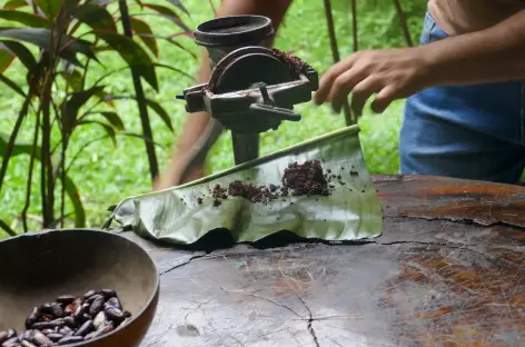 Découverte d'une plantation de chocolat - Colombie