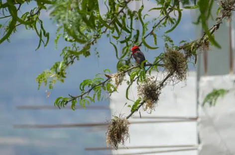 Observation d'oiseaux sur le chemin de Guane - Colombie